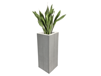 Sanseveria Bogenhanf Pflanze